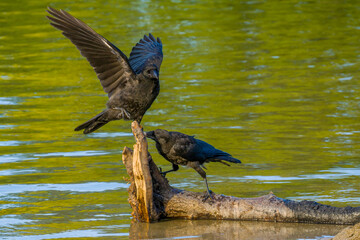 Two carrion crows on a thick tree branch in the water of lake