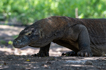 Komodo