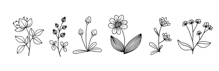 Linear sketch, doodles of decorative flowers, berries, herbs. Vector graphics.