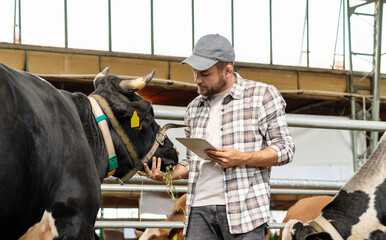 Farmer caucasian man visually inspects cows on a livestock farm using a checklist on a digital...
