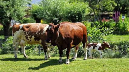 A cow family with a newborn calf from the animal farm, standing on the green grass.