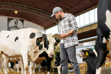 Farm worker caucasian man visually inspects cows on a livestock farm using a checklist on a digital...