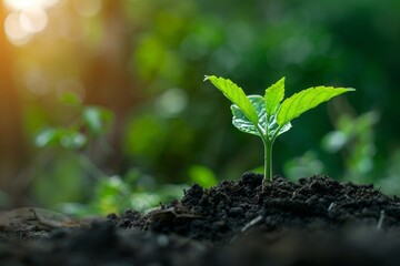 Vibrant young plant illuminated by sunlight in fertile soil, depicting the concept of growth and vitality in nature