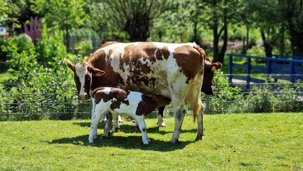 A newborn calf drinking milk from mother cow, on green meadow. © beres