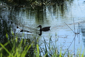 A femelle Malard on water
