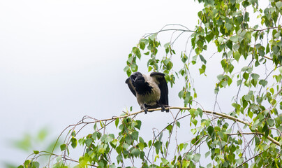 A common raven sitting on a green birch branch in summer. A black feathered bird croaks on a branch.