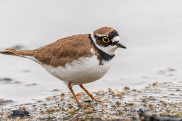 Little ringed plover (Charadrius dubius), bird standing on the lake shore