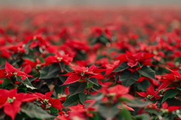 Red poinsettias in a beautiful field