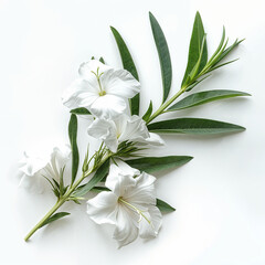 Fototapeta premium white oleander background color green leaf flower nature