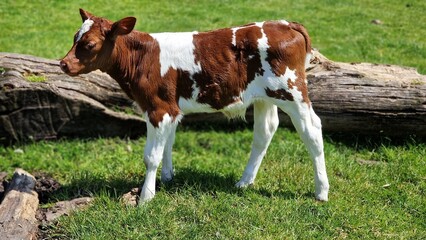A newborn calf at the animal farm, walking around. © beres