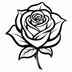 black rose vector illustration