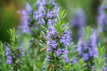 Obraz premium Rosemary blossoms an ornamental and medicinal plant