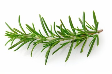 Fototapeta premium rosemary branch