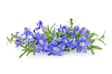 Obraz premium Rosemary flowers isolated on white background