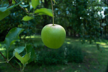 Apple Growing on Apple Tree in a Garden