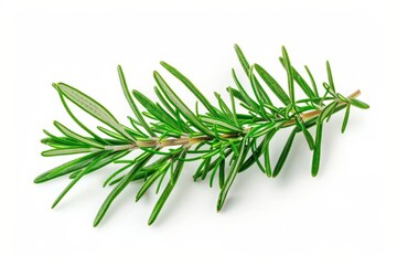 Fototapeta premium Single rosemary sprig on white background