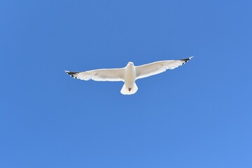 seagull in flight