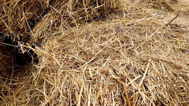Hay. Stacks of dry hay, plants for livestock.