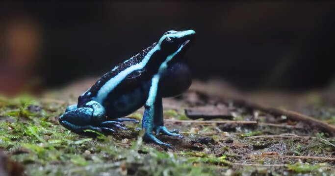 A Poison dart frog the common name of a group of frogs in the family Dendrobatidae which are native to tropical Central and South America.