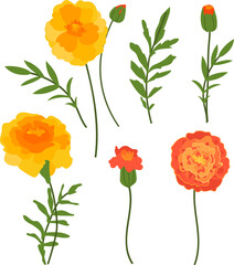 Marigolds Tagetes flowers and leaves Set. Vector elements Illustrations for Covers, Patterns, and Invitations card