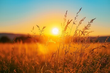 Obraz premium Golden Hour: Nature Grass Sunsetsunset