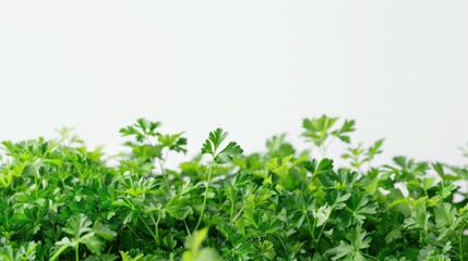 Fototapeta premium A close-up shot of a bunch of green plants, ideal for use in nature or environmental contexts