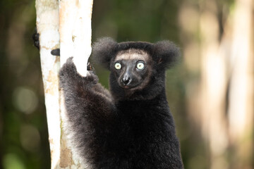 Lemur Indri indri, babakoto largest lemur from Madagascar