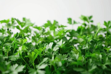 Fototapeta premium A detailed view of various green plant species, suitable for use in environmental or botanical contexts