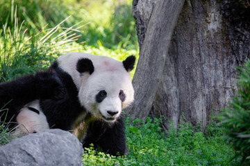 cheerful playing pandas on green lawn