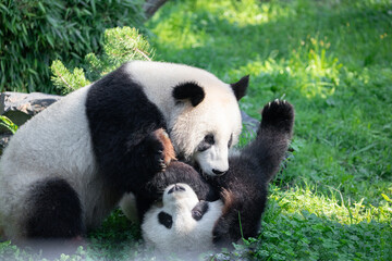 cheerful playing pandas on green lawn
