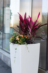 Flowers growing in flowerbed near a building in spring in the city street