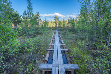 Fototapeta premium wooden bridge in the forest