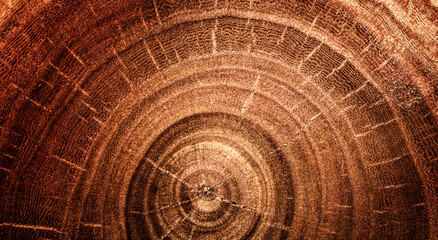 Stump of oak tree felled - section of the trunk with annual rings. Slice oak wood.