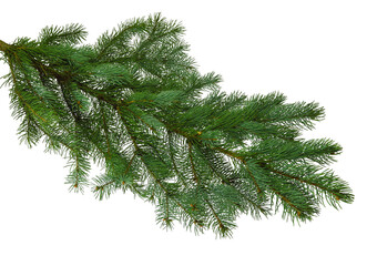 Christmas tree branch isolated on transparent, png for a Christmas decor. Branches close-up. Collection of Fir Branches © 151115