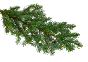 Christmas tree branch isolated on transparent, png for a Christmas decor. Branches close-up. Collection of Fir Branches