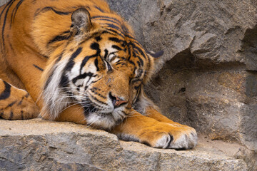 Tiger cubs playing with his mother,sumatra tiger Panthera tigris