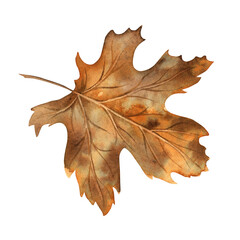 Fototapeta premium Maple leaf in yellow and orange shades. Watercolor botanical illustration drawn by hand in the autumn style. Suitable for the design of autumn holidays, congratulatory cards, invitations, posters