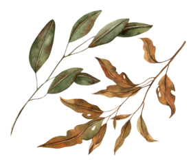 Autumn leaves at various stages of decay. The watercolor botanical collection is drawn by hand in the autumn style. For seasonal designs, in postcards, posters, wallpaper and educational materials