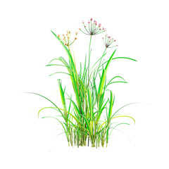 3d rendering of Flowering rush plant