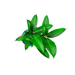 3d rendering of Mango leaves from the topview