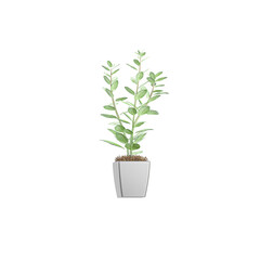 Eucalyptus plant isolated on transparent Canvas