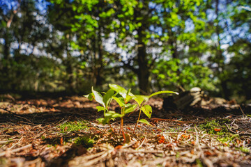 Close up of small new small plant trees growing out of the forest soil sun shining on new plants