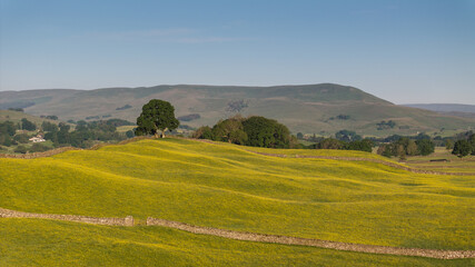 The serene rolling hills near Hawes showcase the natural contours and vibrant yellow wildflowers of Yorkshire Dales, UK, under a clear sky