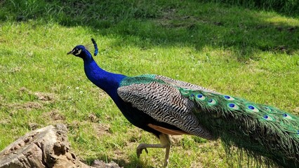 The Indian peafowl or Pavo cristatus, also known as the common peafowl or blue peafowl, walking around on green grass.