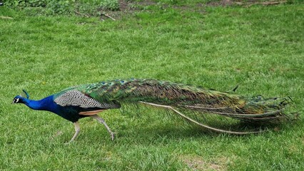Naklejka premium The Indian peafowl or Pavo cristatus, also known as the common peafowl or blue peafowl, walking around on green grass.