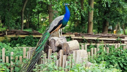 Fototapeta premium The Indian peafowl or Pavo cristatus, also known as the common peafowl or blue peafowl, standing on a stack of logs.