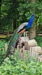 Fototapeta premium The Indian peafowl or Pavo cristatus, also known as the common peafowl or blue peafowl, standing on a stack of logs.