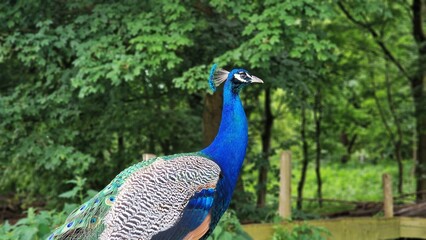 Obraz premium The Indian peafowl or Pavo cristatus, also known as the common peafowl or blue peafowl. Close up view.