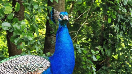 Obraz premium The Indian peafowl or Pavo cristatus, also known as the common peafowl or blue peafowl. Close up view.