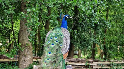 Naklejka premium The Indian peafowl or Pavo cristatus, also known as the common peafowl or blue peafowl. Close up view.